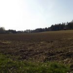 In vier Monaten wird hier wieder geerntet