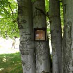 Baumbuchschatulle Baumbuchschatulle