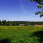 Die Wiesen von Churáňov stehen in voller Blüte Die Wiesen von Churáňov stehen in voller Blüte