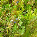 Noch hängen die Heidelbeeren am Strauch. 10 Sekunden später waren sie in meinem Mund verschwunden