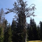 Abgestorben, aber standhaft