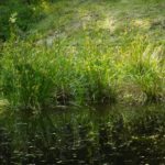 Gras im halbleeren Hüttenteich Gras im halbleeren Hüttenteich