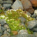 Wo finden diese Wurzeln Halt?