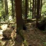 Forschungsverbot für Karlie