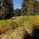 Herbstfarben auch beim Farn