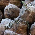 Teilweise gut überzuckert