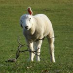 Hallo, ich kann schon ganz toll mit den Ohren wackeln!