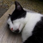 Bitte weiterstreicheln!