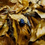 Danke, liebes Käferli Danke, liebes Käferli