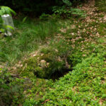 Quellloch am Grenzsteig