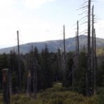 Wie setzt man den Rachel am Besten in Szene? Wie setzt man den Rachel am Besten in Szene?