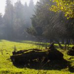 Liegengelassen Liegengelassen