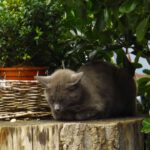 Ich will lieber meine Ruhe haben