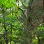 Warum wächst (oder genauer wuchs) dieser Ast nach unten?!? Warum wächst (oder genauer wuchs) dieser Ast nach unten?!?