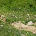 Minigebirge umgeben von Blumen Minigebirge umgeben von Blumen