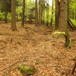 Teil der Altstraße von Waldmünchen nach Taus (Domažlice)