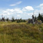 Von Gräsern erobert