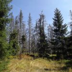 Warum der Roklanský les auf deutsch nicht Rachelwald, sondern Judenwald heißt, verstehe ich auch nicht