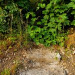 Zugewachsene Treppe in Thalheim