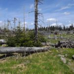 Der Nachwuchs ist schon am Gedeihen