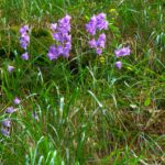 Mit Werwölfen muss man hier wohl nicht rechnen Mit Werwölfen muss man hier wohl nicht rechnen