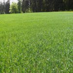 Gute Getreideentwicklung Gute Getreideentwicklung