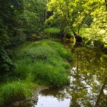 Grünvariationen Grünvariationen