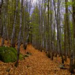 Weg zum Lusen Weg zum Lusen