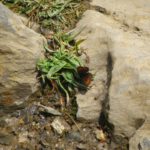 Ganzheit (Stein, Pflanze, Tier, Wasser und Luft) Ganzheit (Stein, Pflanze, Tier, Wasser und Luft)