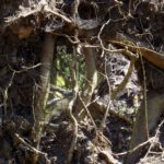 Wurzelfenster Wurzelfenster