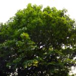 Biergärten mit Ahornbäumen sind mir gleich noch eine Nummer sympathischer Biergärten mit Ahornbäumen sind mir gleich noch eine Nummer sympathischer