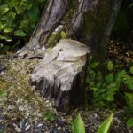 Es scheint hier auch Biber zu geben Es scheint hier auch Biber zu geben