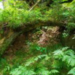 Durchkriechwurzel Durchkriechwurzel