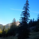 Einstein zwischen zwei Bäumen Einstein zwischen zwei Bäumen