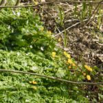 Dotterblumenteppich am nächsten Seitenbach