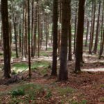 Lichtflecken am Waldboden