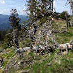 Aussichtspunkt am Windwurf-Erlebnisweg