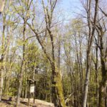 Hohler Ahorn Hohler Ahorn