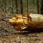 ...und zur Ruhe gekommen ...und zur Ruhe gekommen