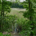 Biberspuren am Wackersdorf Weiher