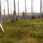 Hier gibt es nicht nur umgeworfene Bäume Hier gibt es nicht nur umgeworfene Bäume