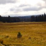 Letztes Jahr war hier alles grün