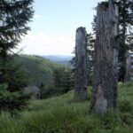 Baumruinen mit Fernsicht Baumruinen mit Fernsicht