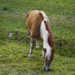 Ein glückliches Pferd