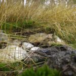 Experiment Experiment