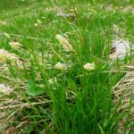 Roggentalgräsersamen