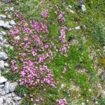 Blütenteppich Blütenteppich