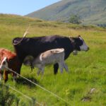 Glückliche Kühe Glückliche Kühe