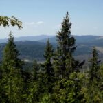 Quizfrage: Wer versteckt sich hinter der Fichte?