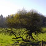 Gekippt aber nicht gefallen Gekippt aber nicht gefallen